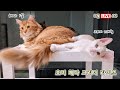 쵸비 체다 크리미 라이브 9월 #5 신나는 주말이다아