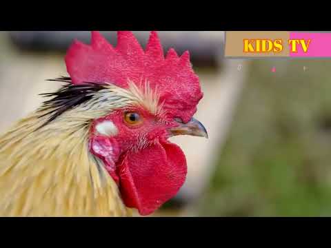 Farm 😍 Familiar &  Wild Animals Funny Sounds Lion, Tiger, Sheep, Hen, cat, Goat Sheep Cow | KIDS TV