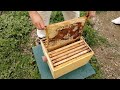 Дать пчеле работу- и будет счастье пчеловоду!