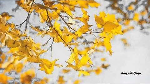 Quran _ Nasser alqtami سورة الاعلى - ناصر القطامي