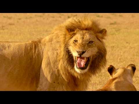 Savannah, Surviving in a Lawless World