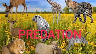 SPECIES INTERACTION : PREDATION ( ECOLOGICAL INTERACTION )