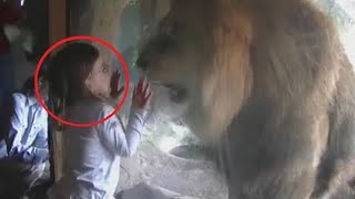 Девочка дразнила злющего льва. То что он сделал с ней просто невероятно!
