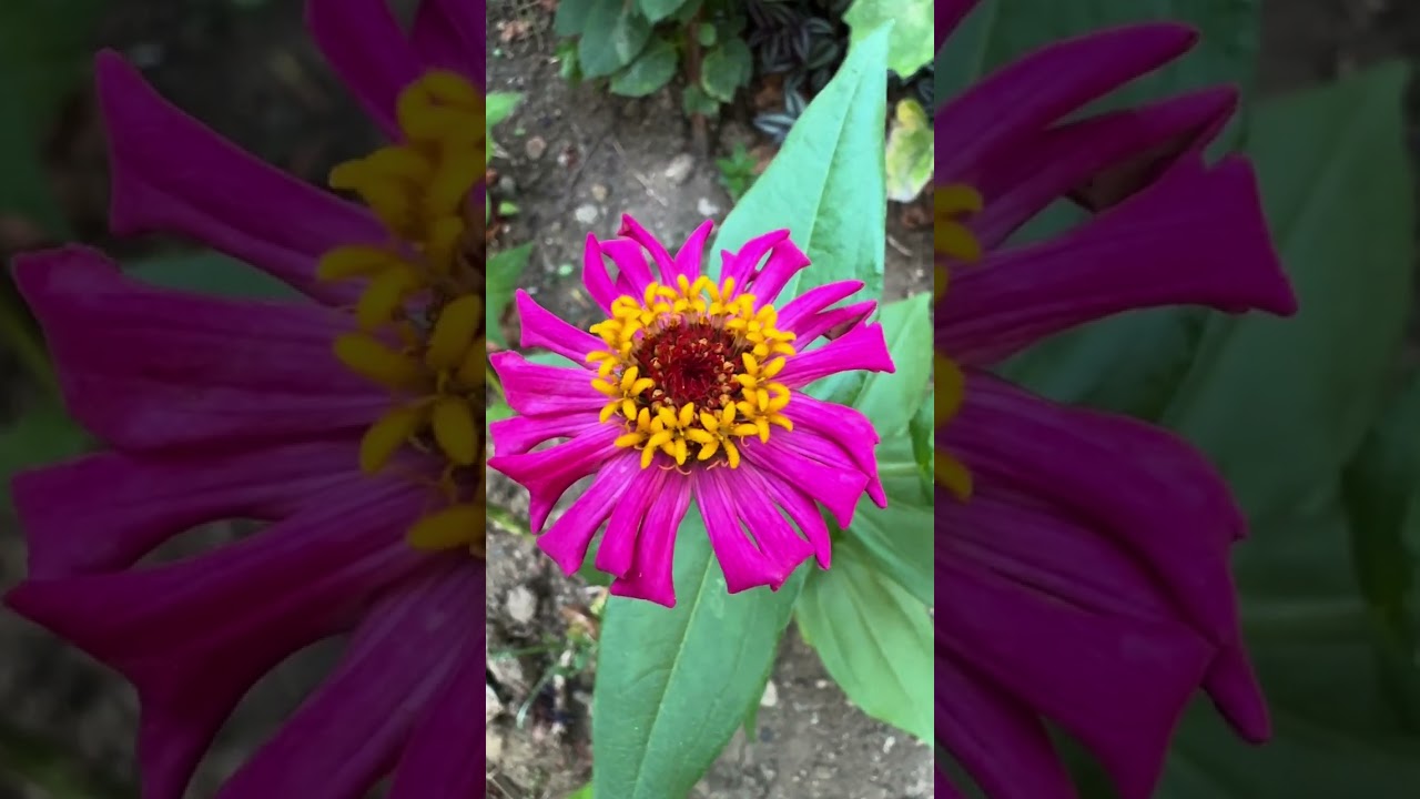 Doğadan Rengarenk Çiçek Türleri ~ Nature’s Colorful Flowers 