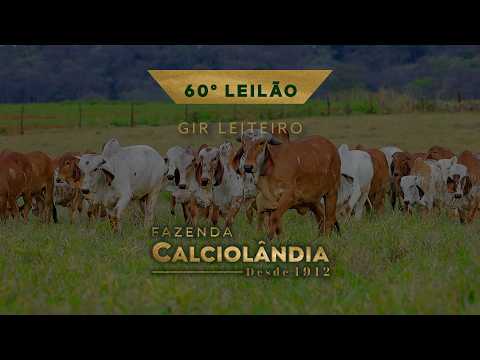60⁰ LEILAO GIR LEITEIRO CALCIOLANDIA 29SET20h