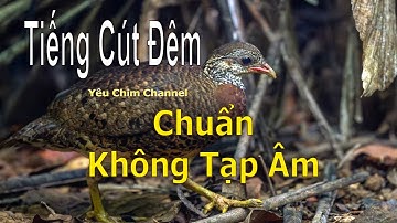 Tiếng Cút Đêm Chuẩn File Không Tạp Âm Mới Nhất 2025