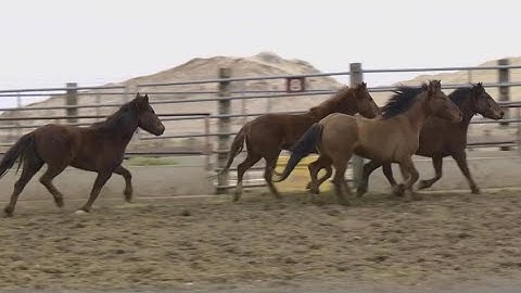 Idaho wild horses, burros meet new trainers through BLM program