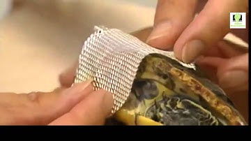 Hibernating Tortoise Unboxing!