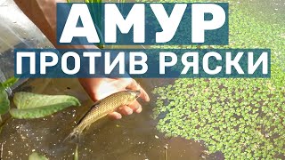 Запускаем Амура - Чистим пруд от ряски! Зарыбление мальком Белого Амура