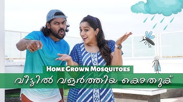 വീട്ടിൽ വളർത്തിയ കൊതുക് | Home Grown Mosquitoes | Vidhu Prathap | Deepthi | Sketch Video