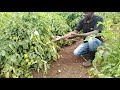 How spacing increase and affect tomatoes fruit production letsgrowtogether