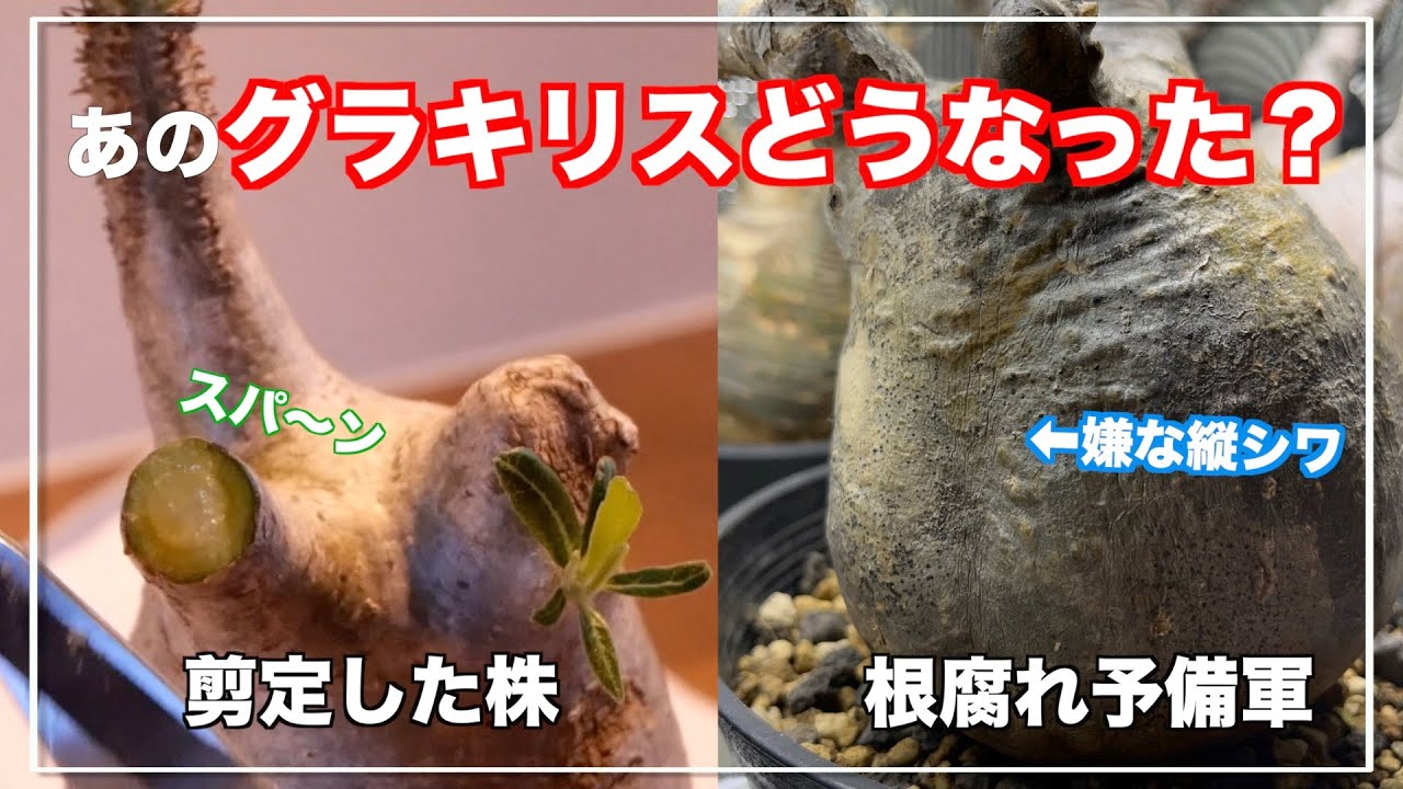 あのグラキリスは元気にしています