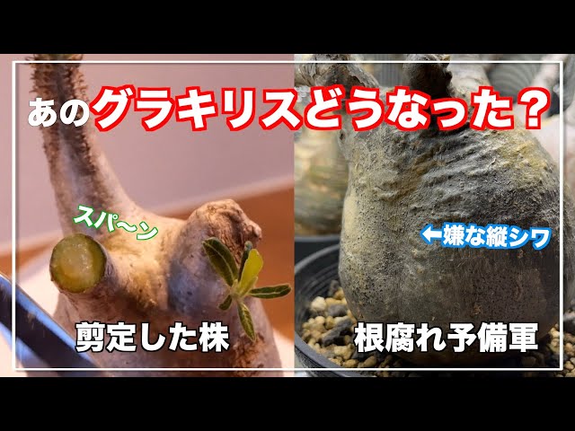 あのグラキリスは元気にしています - YouTube