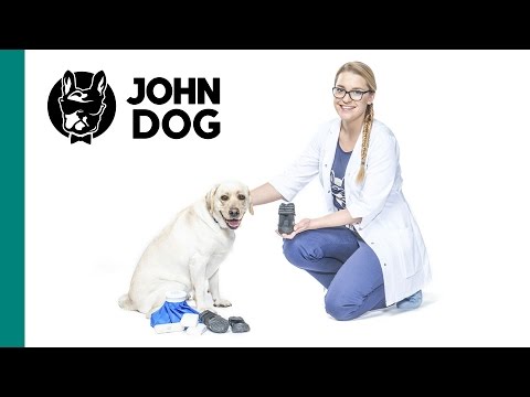 Jak opatrzyć zranioną łapę psa - ZDROWIE PSA - John Dog