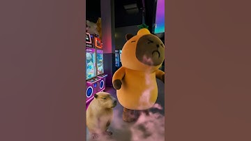 Capybara Trapped in a Claw Machine?#capylolAI, #themagicalbelly, #toycaught
