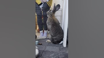 Flemish Giant Rabbit Hears His Mama Coming