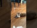 Sock thief in training.  #funny #funnyvideo #dog #puppy #adoreble #husky