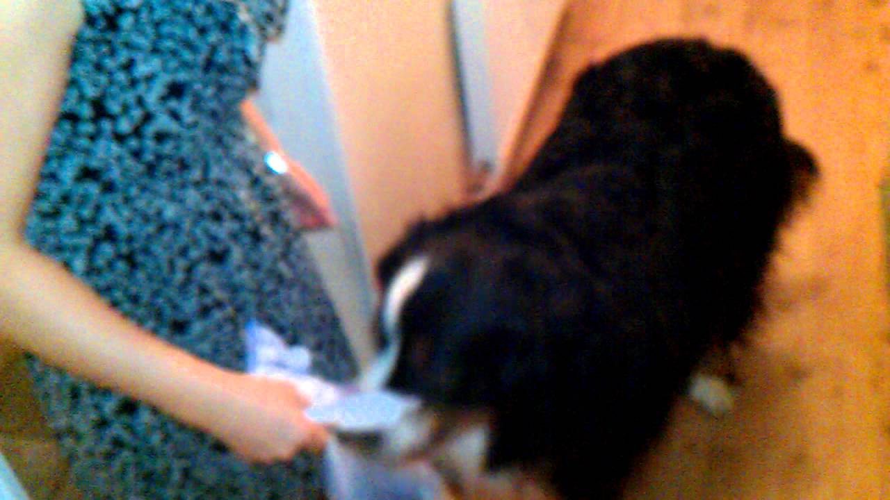 Bernese Mountain Dog Shredder YouTube