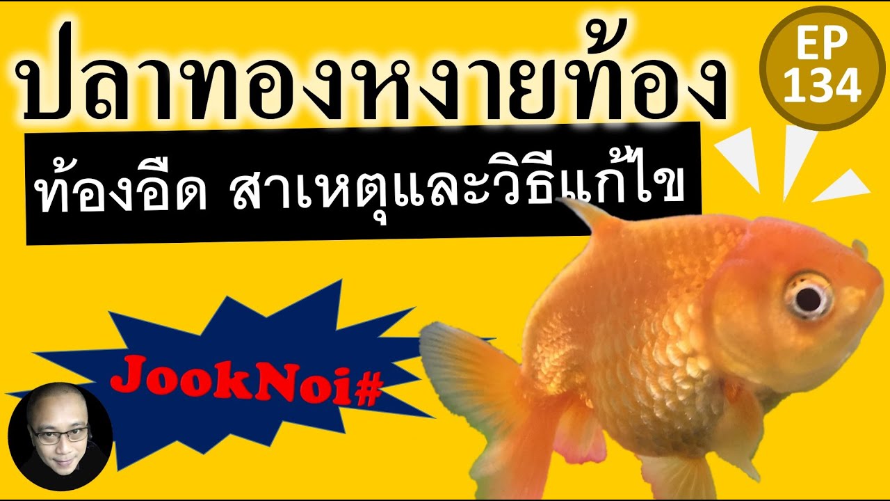 ปลาทองท้องอืด หลังลอย หงายท้อง  สาเหตุ และวิธีรักษาในเบื้องต้น EP134