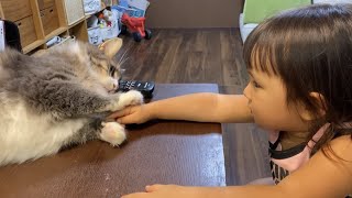 謙虚に甘えに来る猫とぐいぐい来る猫　ノルウェージャンフォレストキャット　ラガマフィンA cat that is humble and a cat that goes aggressively.