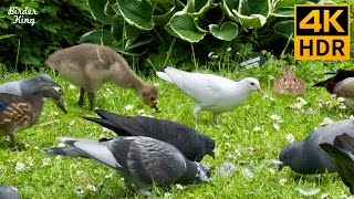 кошка тв 😺🐥 Кролики, голуби и уточки 🦆🌼 8 часов (4K HDR)