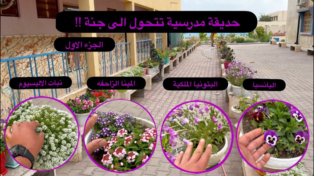 حديقة الاستاذ حارث ابو سيف من ميسان/قضاء المجر تعالوا نشاهد ماذا فعل بساحة المدرسة (جزء اول)