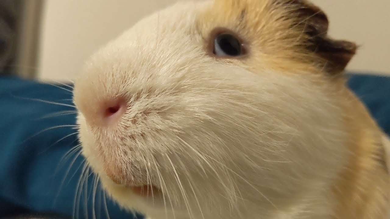Guinea Pig Side Eye YouTube