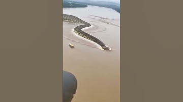Helicopter Spots GIANT SNAKE in River (Is This Real?!) 🐍  #GiantAnimals