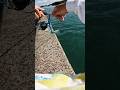 甲イカだらけの天草で初めてアオリイカが釣れたのですが... #shorts #エギング #fishing