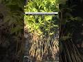 Agar wood Aquilaria Malaccensis plants Available #agar #wood #agriculture #agario #farming #fyp #fy