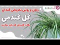 روش صحیح تعویض گلدان گل گندمی در خانه 