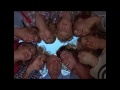 المسلسل الاجتماعي ثمانية تكفي