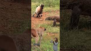 Domba CERIDK Bikin USIL Membuat KESAL Komodo, Anjing Sampai melongo#animals#dog#komodo #shorts