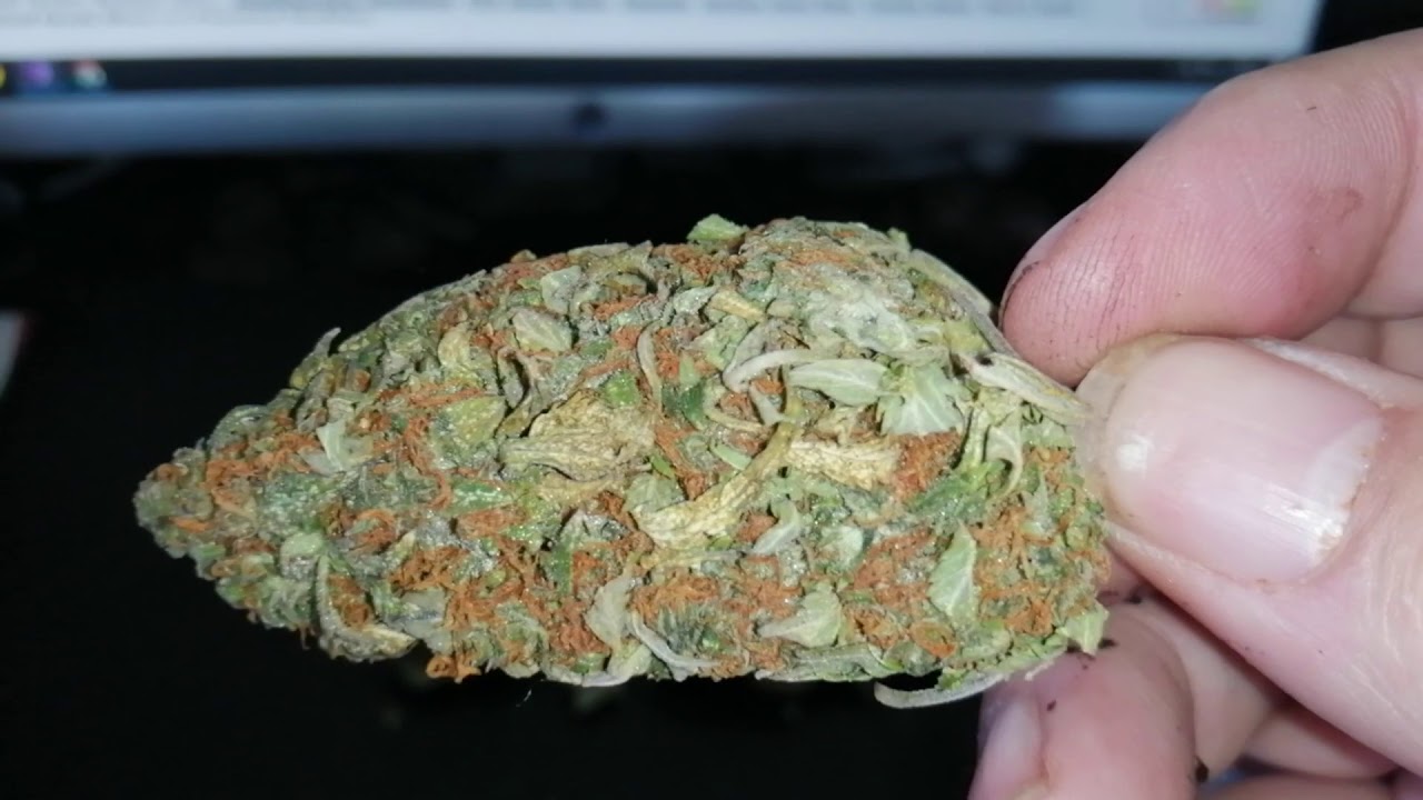 OG Kush by Royal Queen seeds heavyweight seeds dream machine 😁😁