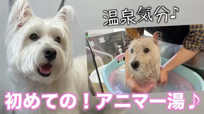 泥パックでしっかりケア 柴犬 コリーチちゃん 21年1月21日 木 Youtube 泥パックでしっかりケア 柴犬 コリーチちゃん 21年1月21日 木 Youtube