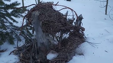 127 A small upside down tree so cool 😃😊 sasquatch, bigfoot, Project Sasquatch