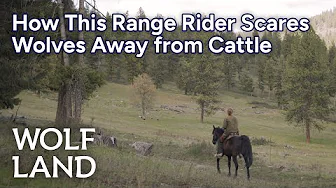 How One Range Rider Scares Wolves Away from Cattle | Wolf Land