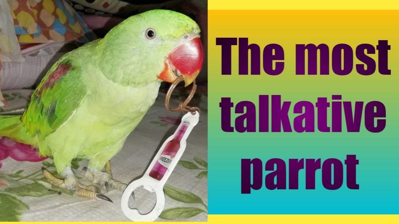 talkative bird