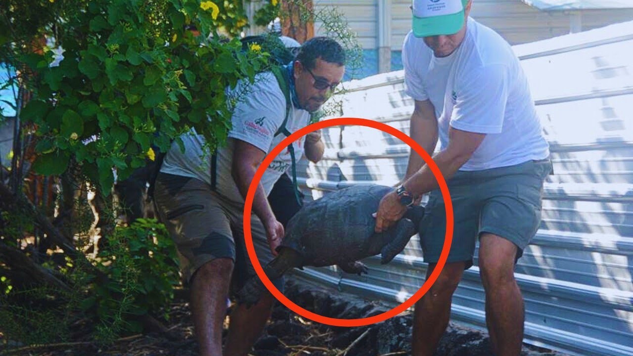 Remarkable Find: Galápagos Tortoise Rediscovered After 118 Years
