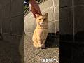 茶トラ猫に鼻チューご挨拶 #shorts #猫 #cat #cats