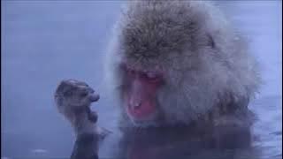 Japanese snow monkeys relaxing and meditating in hot spring