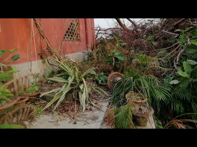 1200 of Rare & Luxurious Nursery Plants highly affected | #CycloneFani 2019