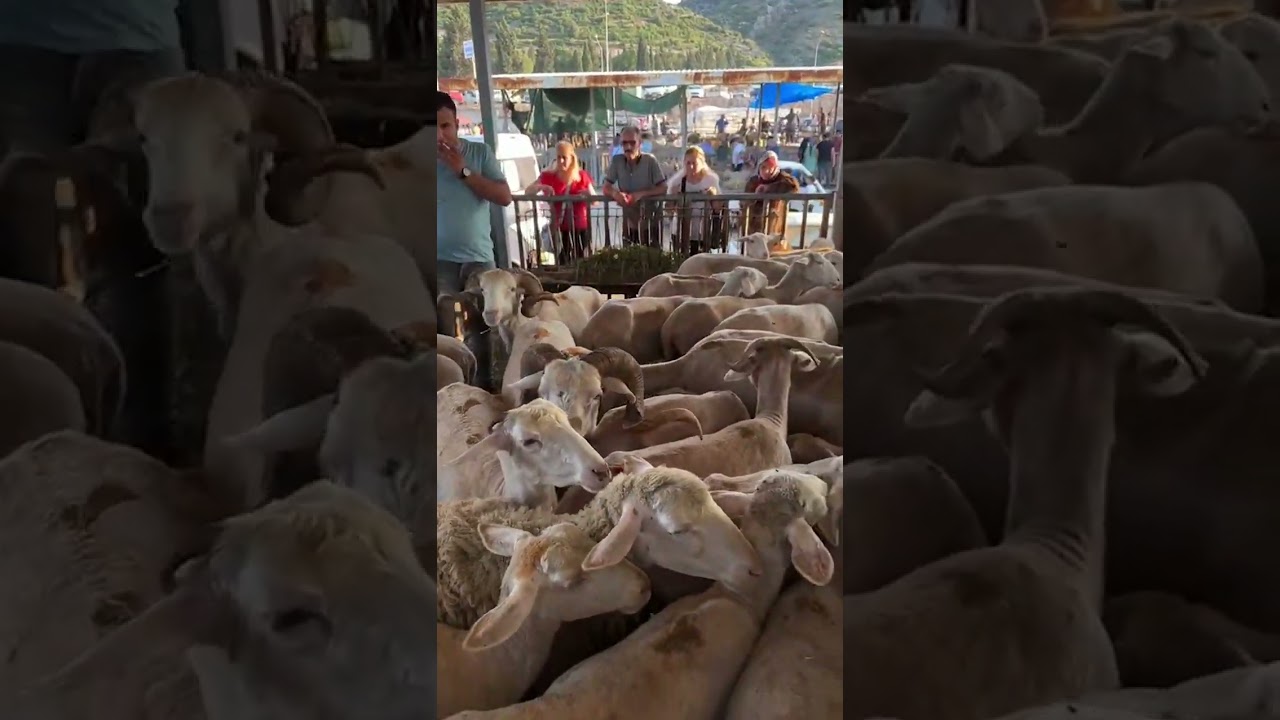 Kurban Bayramı öncesi Akhisar Hayvan Pazarında son durum