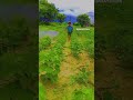 raithu raithu emotional song