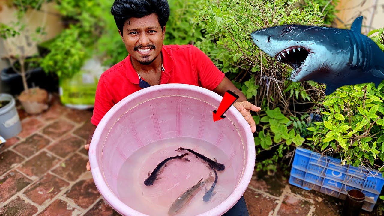 My New Shark Fish🦈| நம்ம வீட்டுக்கு புதியதாக வந்த சுறா மீன்கள்! | Fish Update