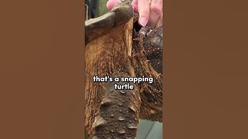 BIGGEST Snapping turtle..