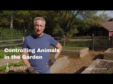 Video: 5 manieren om huisdieren te beschermen tegen verwoesting van uw lentetuin