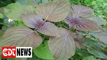 Mang thai uống nước lá tía tô có ảnh hưởng đến thai nhi không? | CDT NEWS