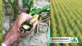 Corn Physoderma Stalk Rot