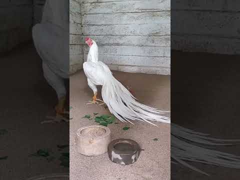 Aseel Fight Boro Jater Murga Aseel Fighter